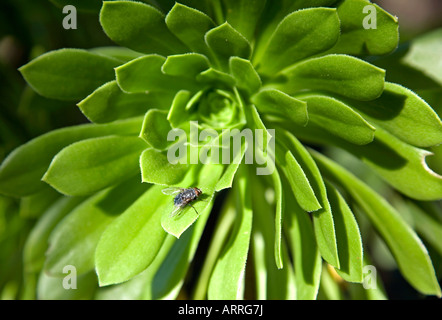 Aeonium Arboreum Pflanze und fliegen. Insel Mallorca. Spanien Stockfoto