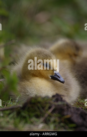 Kanada-Gans Gosling Branta canadensis Stockfoto