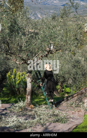 Beschneiden von Olivenbäumen nach der Ernte der Oliven in der äußere Mani nahe Kardamyli südlichen Peloponnes Griechenland Stockfoto