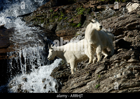 Bergziegen Glacier Nationalpark USA Oreamnos americanos Stockfoto