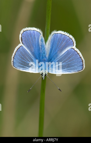 Gemeinsamen blauer Schmetterling (Polymmatus Icarus) männlichen am Rest Flügel öffnen auf rush Stockfoto