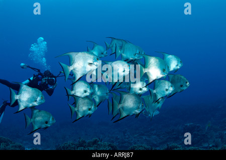 nr1273D. Atlantic Spadefish, Chaetodipterus Faber und Unterwasser-Fotografen. Belize, Caribbean. Foto Copyright Brandon Cole Stockfoto