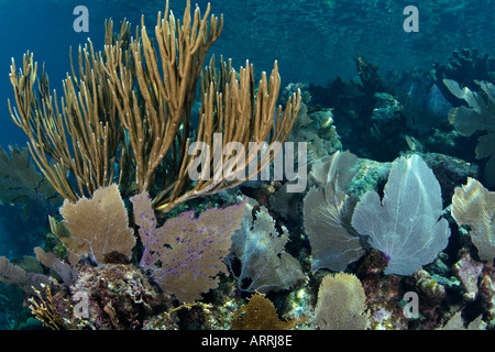 nr1316D. Gorgonien und Meer Stangen an seichten Korallenriff. Belize, Karibik. Foto Copyright Brandon Cole Stockfoto