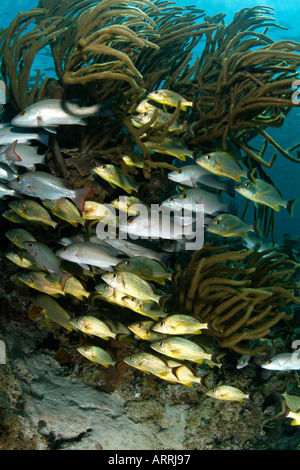 nr1331D. Halten Grunzen, Haemulon Sciurus und Schnapper. Belize Karibik. Foto Copyright Brandon Cole Stockfoto