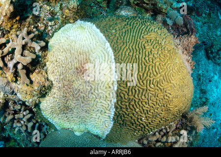 nr1438D. Symmetrische Hirnkoralle, Diploria Strigosa. White, die linke Hälfte der Koralle ist krank. Belize. Foto Copyright Brandon Cole Stockfoto