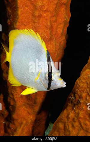 nr1456D. Spotfin Butterflyfish, Chaetodontidae Ocellatus. Belize Karibik. Foto Copyright Brandon Cole Stockfoto