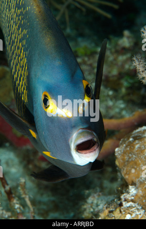 nr1463D. Franzosen-Kaiserfisch, Pomacanthus Paru. Belize Karibik. Foto Copyright Brandon Cole Stockfoto