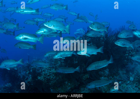 nr1470D. Cubera Snapper, Lutjanus Cyanopterus, ein wichtiger lokaler Speisefisch. Belize, Karibik. Foto Copyright Brandon Cole Stockfoto