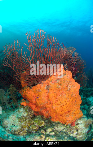 nr0326D. Deepwater Gorgonien, Iciligorgia Schrammi und Orange Elephant Ear Sponge. Belize. Copyright Brandon Cole Stockfoto