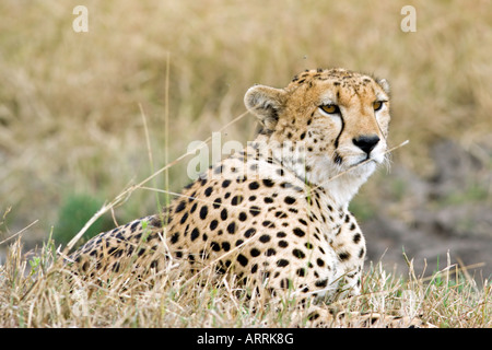 Gepard Stockfoto