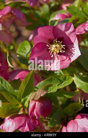 Nieswurz Pflanzen im Spätwinter Sonnenschein. Dies sind Helleborus "Hillier Hybrid" Stockfoto