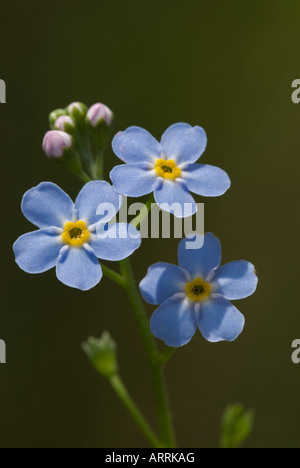 Vergissmeinnicht (Myosotis Scorpioides) Blüte Wasser Stockfoto