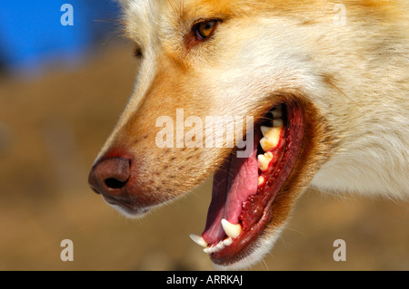 Zähne Zahnersatz Schnauze Grönlandhund Schlitten Hundeschlitten Hund Stockfoto