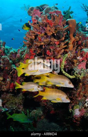 nr0925D. Schulmeister, Lutjanus Apodus vor bunte Korallenriff. Belize Karibik. Foto Copyright Brandon Cole Stockfoto