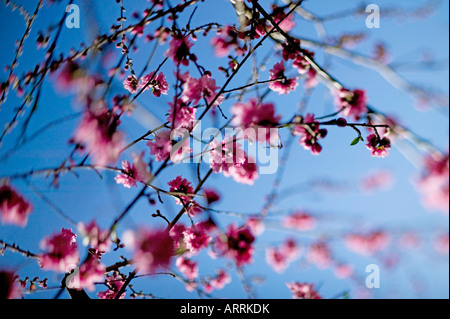 Rosa Pfirsich Blüten auf Baum im Frühjahr im flachen Fokus gegen blauen Himmel Stockfoto
