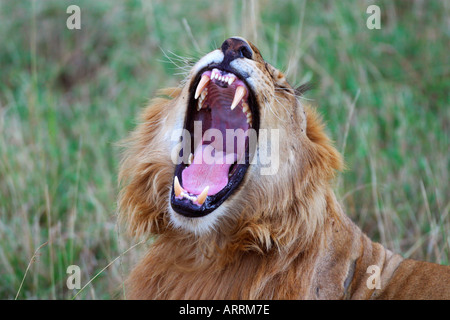 Löwen Gähnen auf Grünland Savanne der Masai Mara National Nature Reserve auf Safari in Kenia in Ostafrika Stockfoto