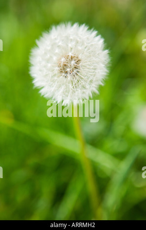 Löwenzahn-Uhr Stockfoto