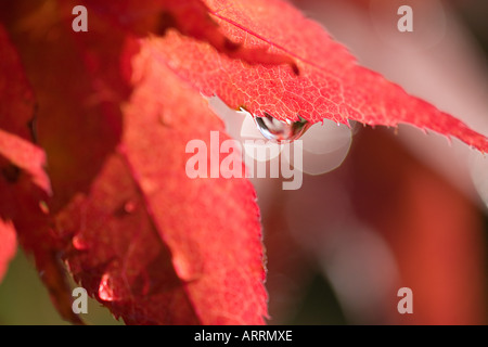 Wassertropfen auf einem Ahornblatt Stockfoto