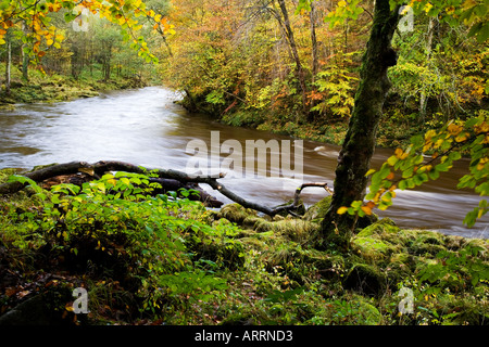 Die Swolen Flusses Wharfe fließt schnell durch herbstliche Strid Wood in den Yorkshire Dales England Stockfoto