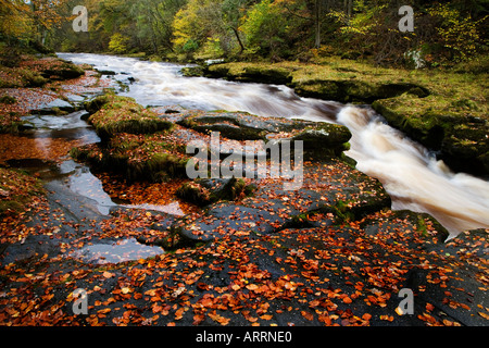 Die Strid auf Flusses Wharfe im Vollstrom nach Heavy Rain Yorkshire Dales National Park England Stockfoto