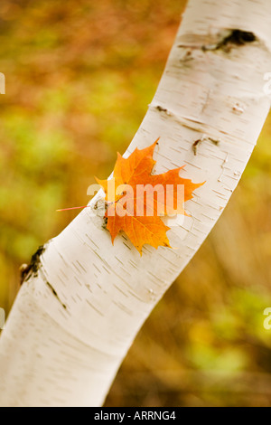 Ahornblatt auf eine weiße Birke Stockfoto