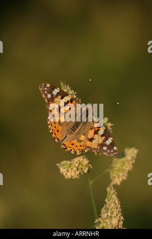 Distelfalter Schmetterling Vanessa Cardui auf Rasen flowerhead Stockfoto