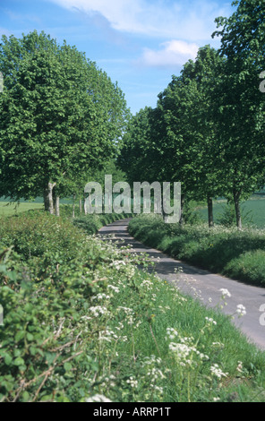 Von Bäumen gesäumten Straße in Dorset, England. Stockfoto