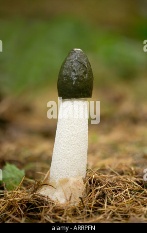 Stinkmorchel Phallus impudicus Stockfoto