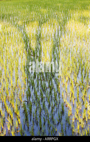 Oryza Sativa. Baum Schatten auf einem frisch gepflanzten Reisfeld in Indien Stockfoto