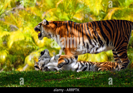 Bengal Tiger Stockfoto