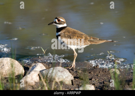 Killdeer (Charadrius Vociferus) steht am Rand eines Teiches Stockfoto