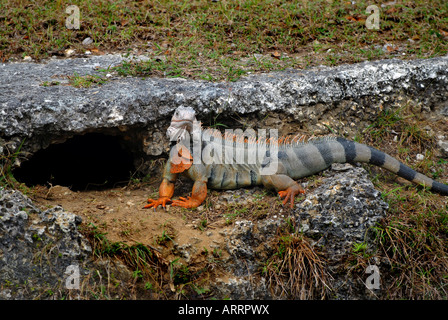 Leguan an der Höhle Stockfoto