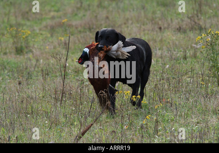 Schwarze Labrador Retriever Gebrauchshund läuft mit Fasan in Mund Stockfoto