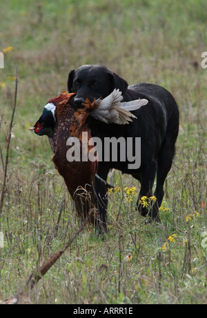 Schwarze Labrador Retriever Gebrauchshund läuft mit Fasan in Mund Stockfoto