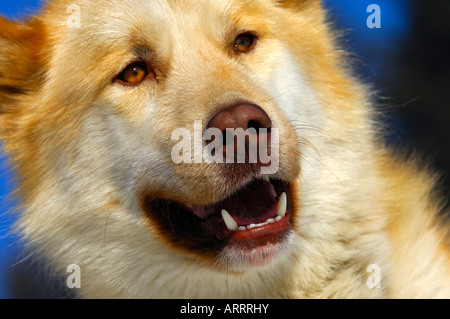 Grönlandhund, Hund Schlitten, Schlittenhunde Stockfoto