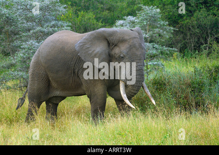 Elefant, eine große afrikanische Elefant mit schweren Stoßzähne, Serengeti, Tansania Stockfoto