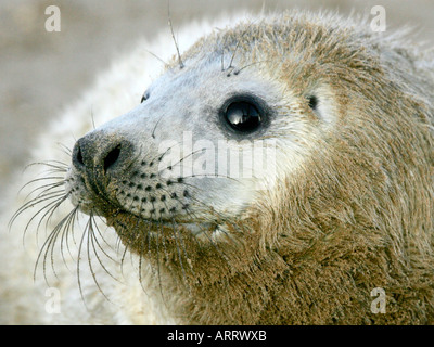 Kegelrobben am Strand von Donna Nook. Stockfoto
