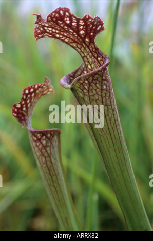 Mit Kapuze Schlauchpflanze Sarracenia Willisii fleischfressende Pflanze Stockfoto