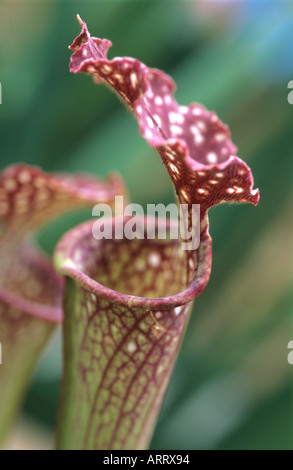 Mit Kapuze Schlauchpflanze Sarracenia Willisii Fleisch fressende Stockfoto