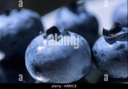 Früchte der Pflanzen der Gattung Vaccinium Heidelbeeren Stockfoto