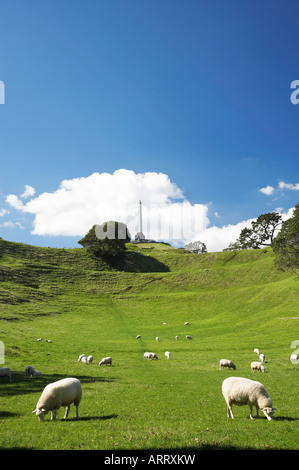Schafe und Obelisk One Tree Hill Domain Auckland Nordinsel Neuseeland Stockfoto