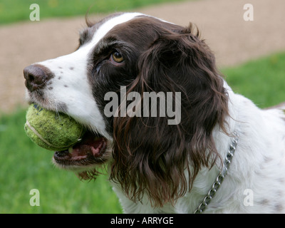 Englisch Springer Spaniel einen Tennisball in den Mund zu halten. Stockfoto