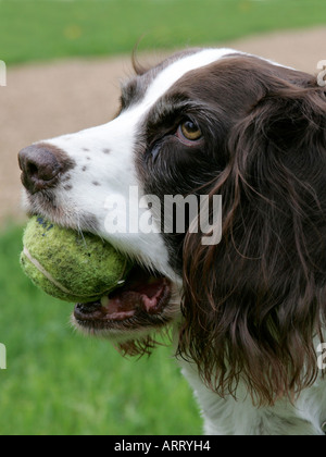 Englisch Springer Spaniel einen Tennisball in den Mund zu halten. Stockfoto