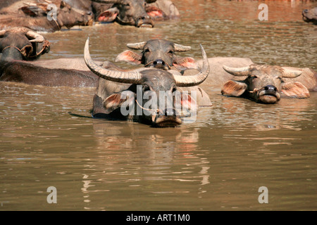 Wasserbüffel schwelgen in einem Pool in der Nähe von Kyaiktiyo, Lower Burma (Myanmar) Stockfoto