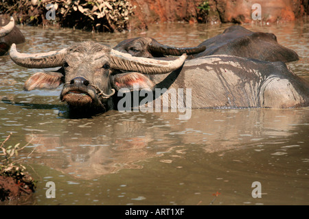 Wasserbüffel schwelgen in Wasser in einem Pool in der Nähe von Kyaiktiyo, Lower Burma (Myanmar) Stockfoto