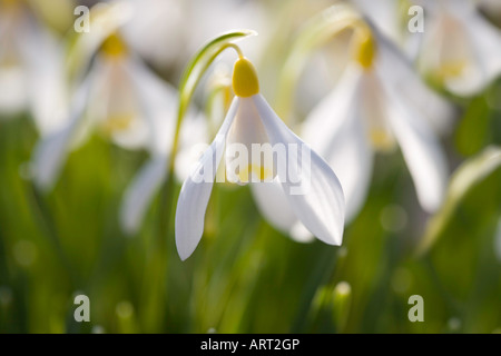 Schneeglöckchen im Winter Sonne - Galanthus Nivalis Sandersii - Yorkshire, England Stockfoto