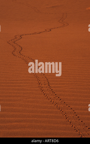 Fußspuren im einsamen Sanddüne Stockfoto
