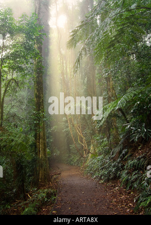 Lichtstrahl in die Schönheit der Dorrigo Regenwald Stockfoto