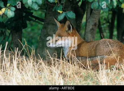 Fox Vulpes Jagd auf Vulpes in Macchia Norfolk Stockfoto