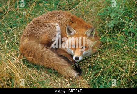 Fox Vulpes Jagd auf Vulpes in Macchia Norfolk Stockfoto